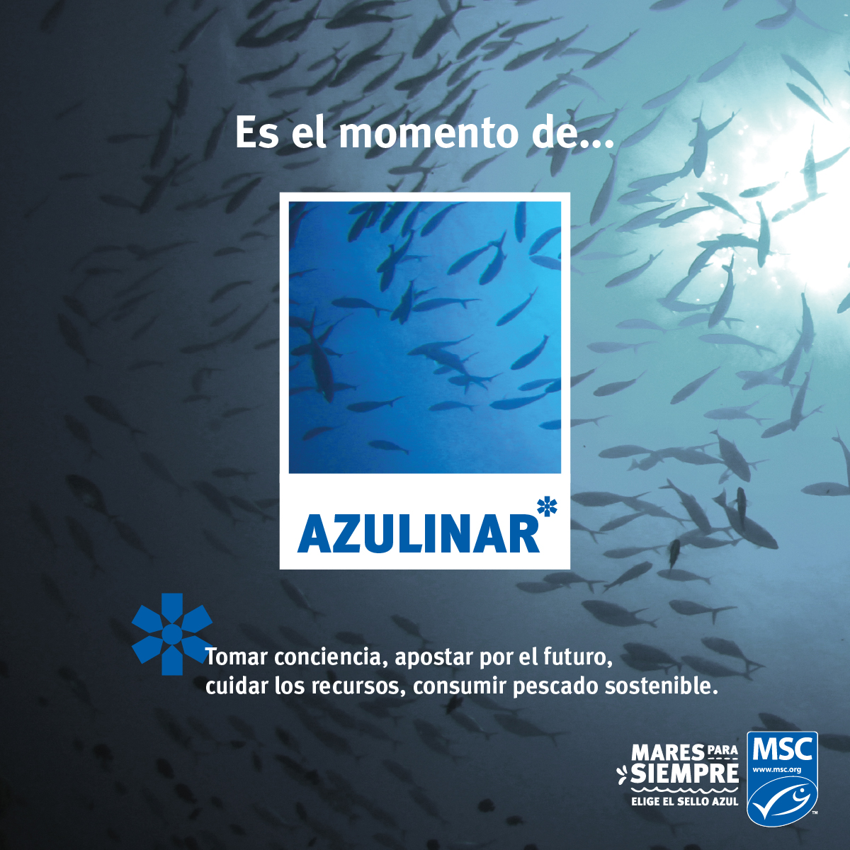 BTWC se suma a la iniciativa Mares para Siempre de MSC por una pesca sostenible